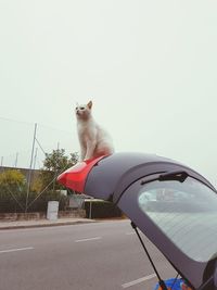 Cat against clear sky