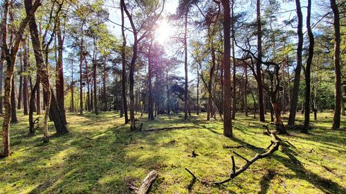 Trees in forest