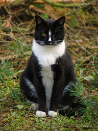 Portrait of cat sitting on grass