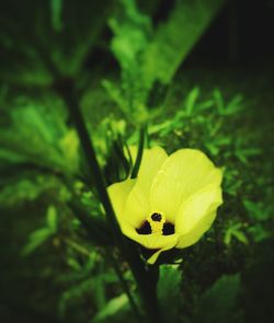 Close-up of yellow flower