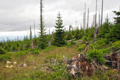 Trees in forest against sky