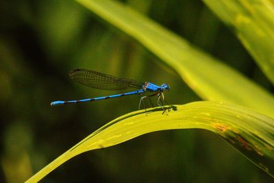 Close-up of a dragonfly