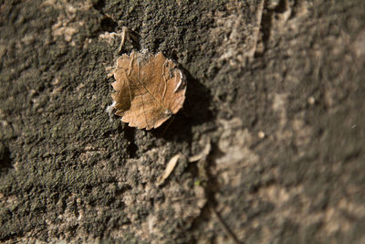 Close-up of autumn leaf on tree trunk