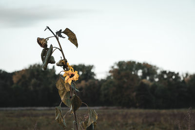 Close-up of wilted plant on field against sky