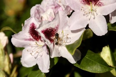 Close-up of bee on white flowering plant