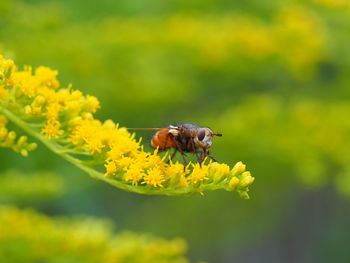 Bee pollinating flower