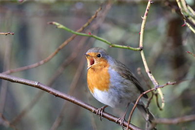 Close-up of bird perching on branch