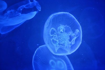 Close-up of jellyfish swimming in water