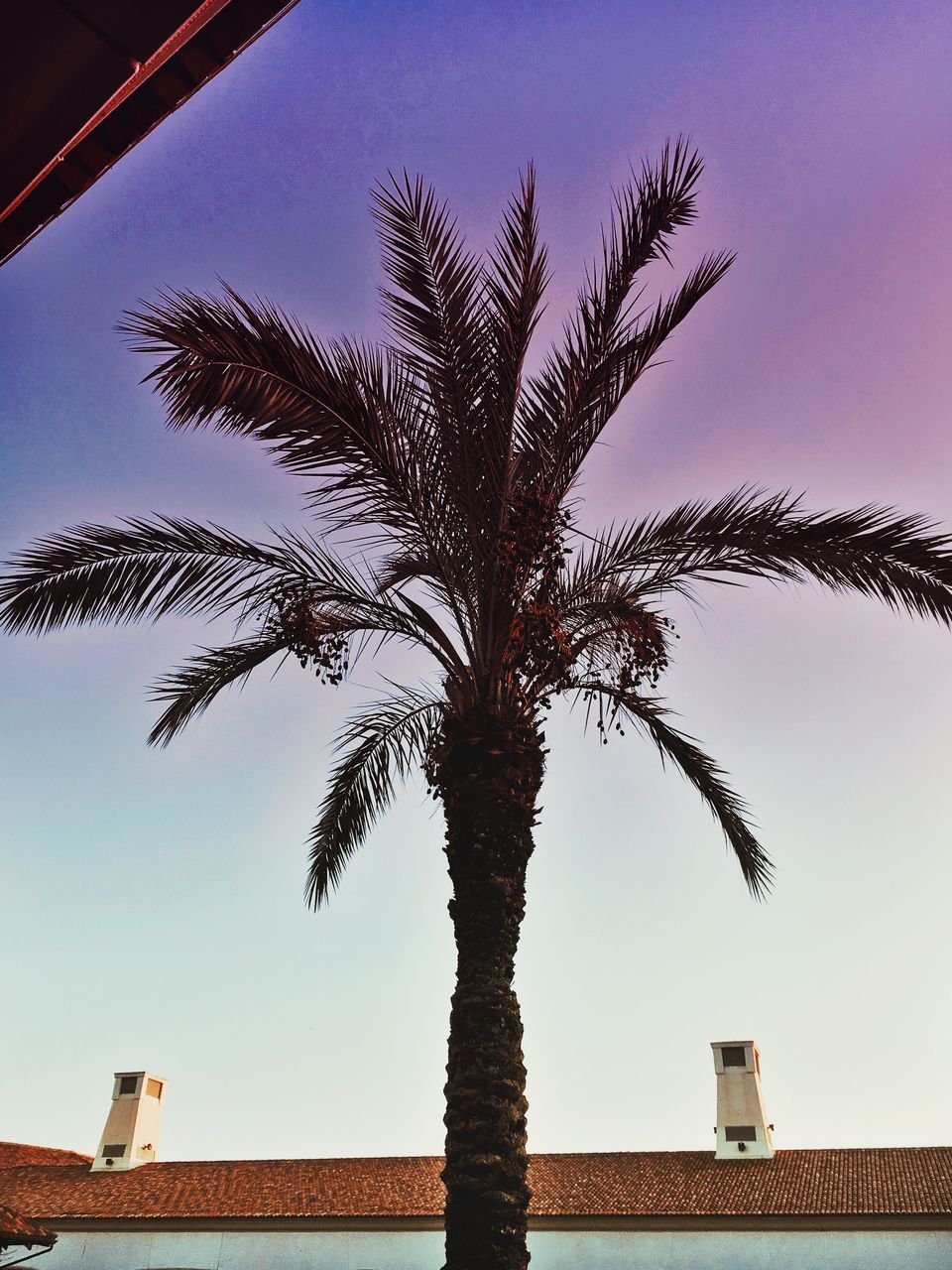 LOW ANGLE VIEW OF PALM TREE BY BUILDING AGAINST SKY