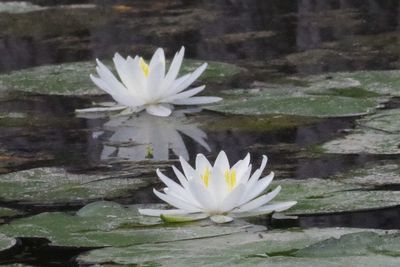 Close-up of water lily in pond