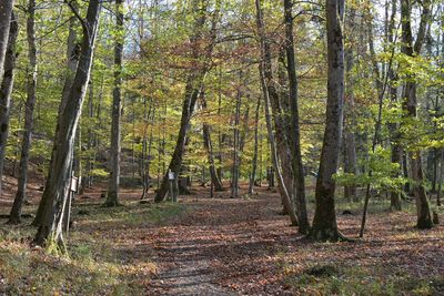 Trees in forest against sky