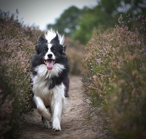 Portrait of dog sticking out tongue on field