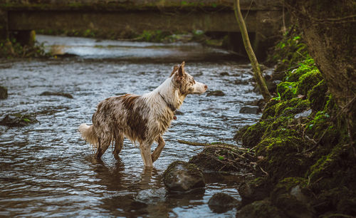 Dog in river