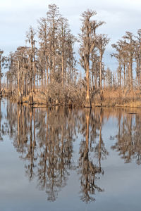 Cypress reflections along the slow moving suwannee river  in the okefenokee swamp in georgia