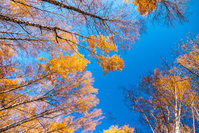 Low angle view of trees against clear blue sky