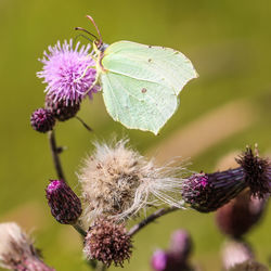 Close-up of butterfly on purple flowering plant