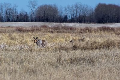 View of dog on field