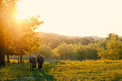 Horses in a field