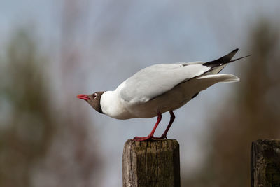 Close-up of bird perching on wood