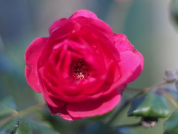 Close-up of pink rose blooming outdoors