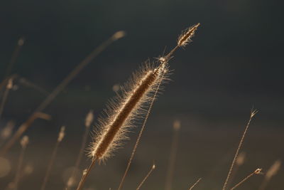 Close-up of stalks in field