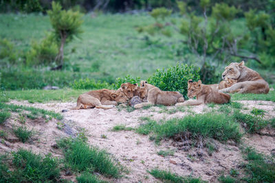 Lion cubs resting on field