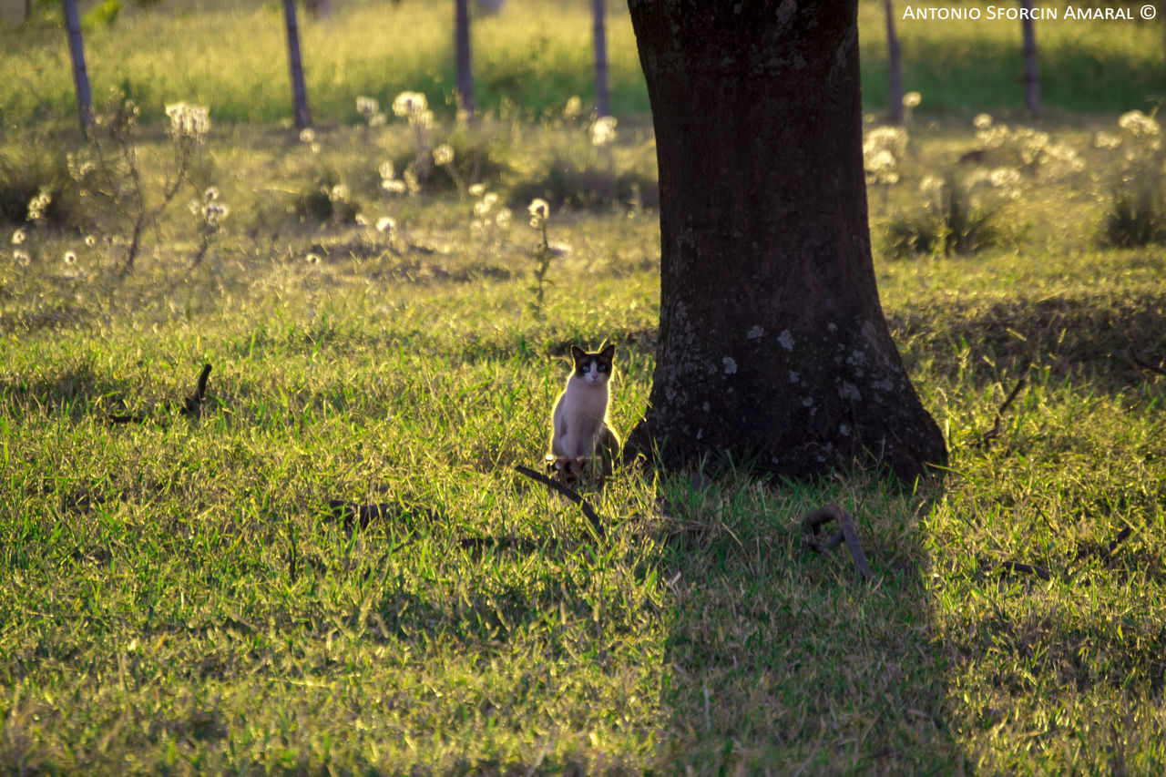 BIRD ON A FIELD