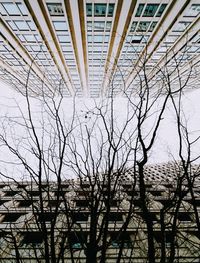 Low angle view of bare tree and building