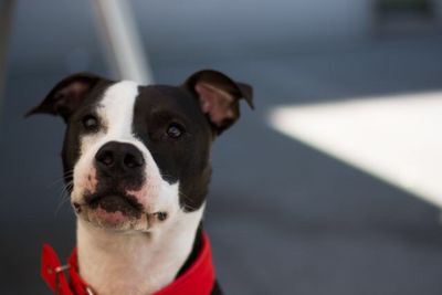 Close-up portrait of a dog