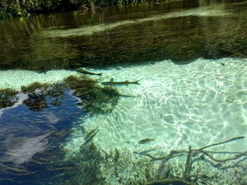 View of fish swimming in sea