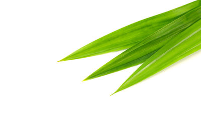 Close-up of green leaf against white background