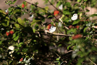 Close-up of butterfly on plant