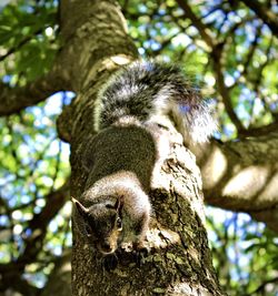 Low angle view of a tree