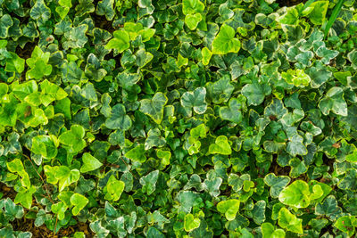 Full frame shot of fresh green leaves