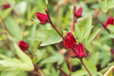 Close-up of red flowering plant