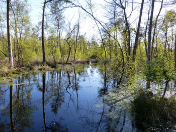 Reflection of trees in lake