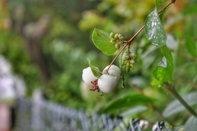 Close-up of berries growing on plant