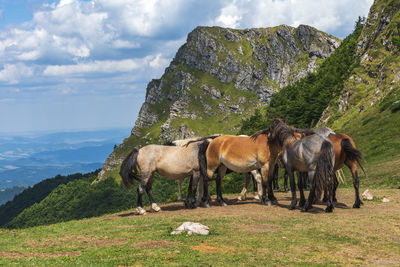 Horses in a valley