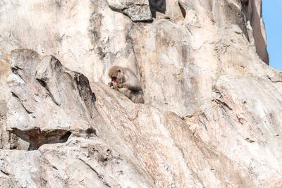 Low angle view of monkey on rock formation