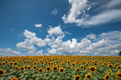 Sunflower field on a partly cloudy day