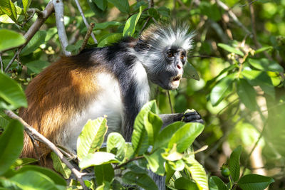 Monkey sitting in a forest