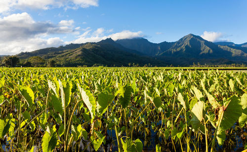 Scenic view of agricultural field against sky