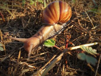 Close-up of snail on land