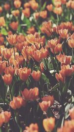 Close-up of flowering plants on field