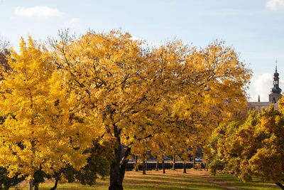 Trees in park against sky during autumn