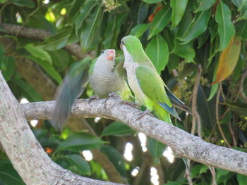 Low angle view of parrot perching on tree