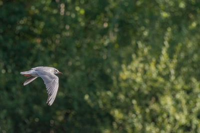 High angle view of a bird flying