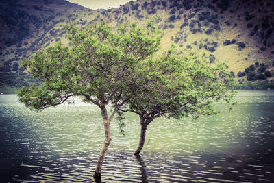 Tree by lake in forest