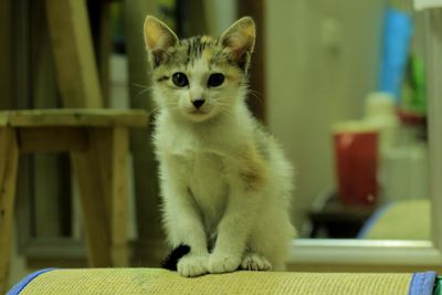 Close-up portrait of cat sitting