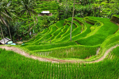 Scenic view of rice field